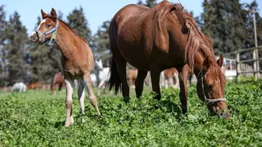 Karacabey'deki at yetiştirme çiftliğinde yeni doğan taylar