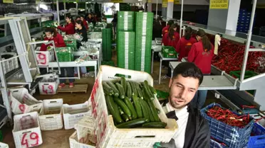 Türkiye'den Rusya'ya sevk edilen taze sebzeler