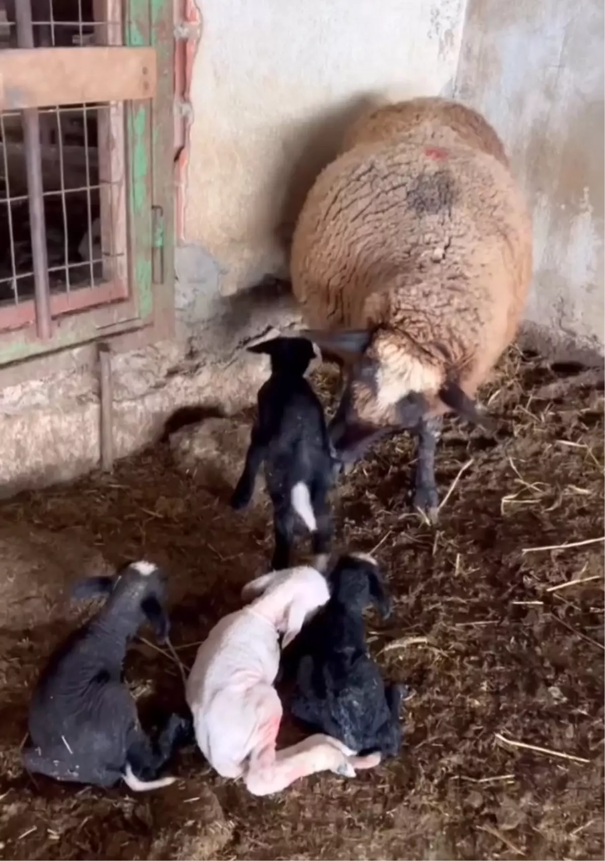 Enez’de Beklenmedik Doğum: Tek Koyun Dört Kuzu Karşı Karşıya Bıraktı