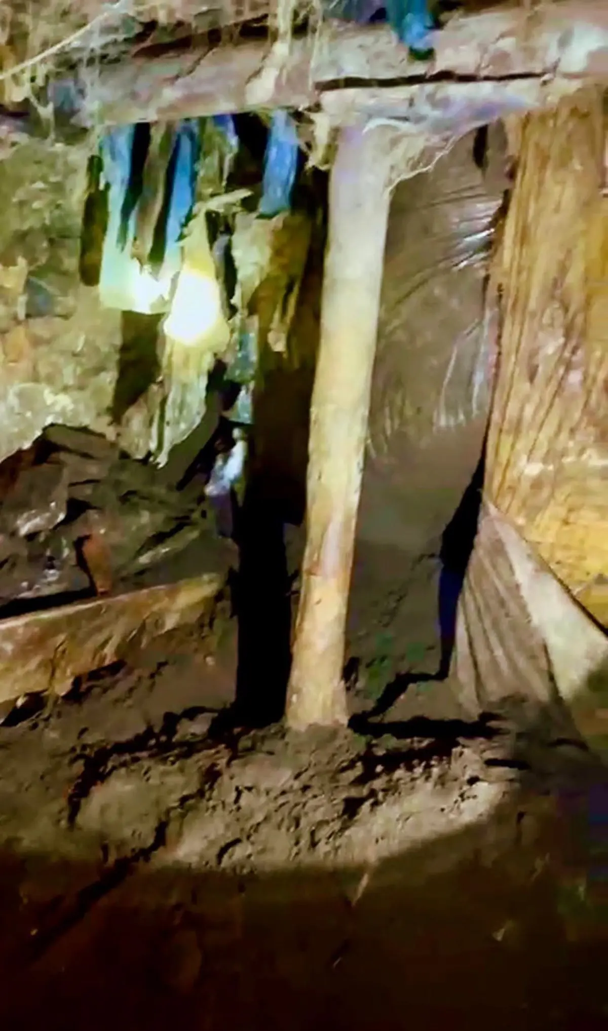 Kars’ta Ahır Çökmesi: 2 Büyükbaş Hayvan Hayatını Kaybetti, 8 Hayvan Kurtarıldı