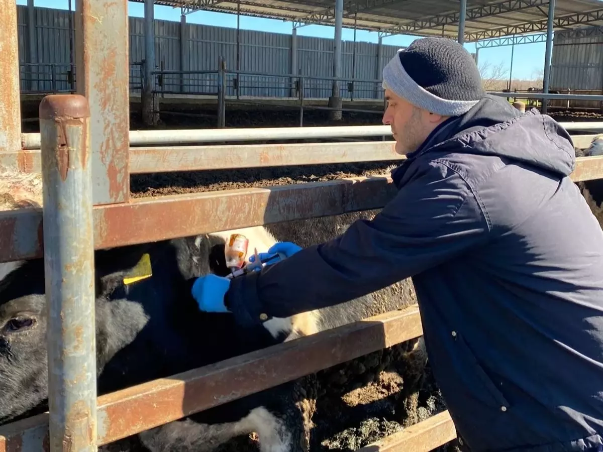 Kırklareli’de Şap Hastalığına Karşı Büyükbaş Hayvan Aşı Kampanyası Başladı
