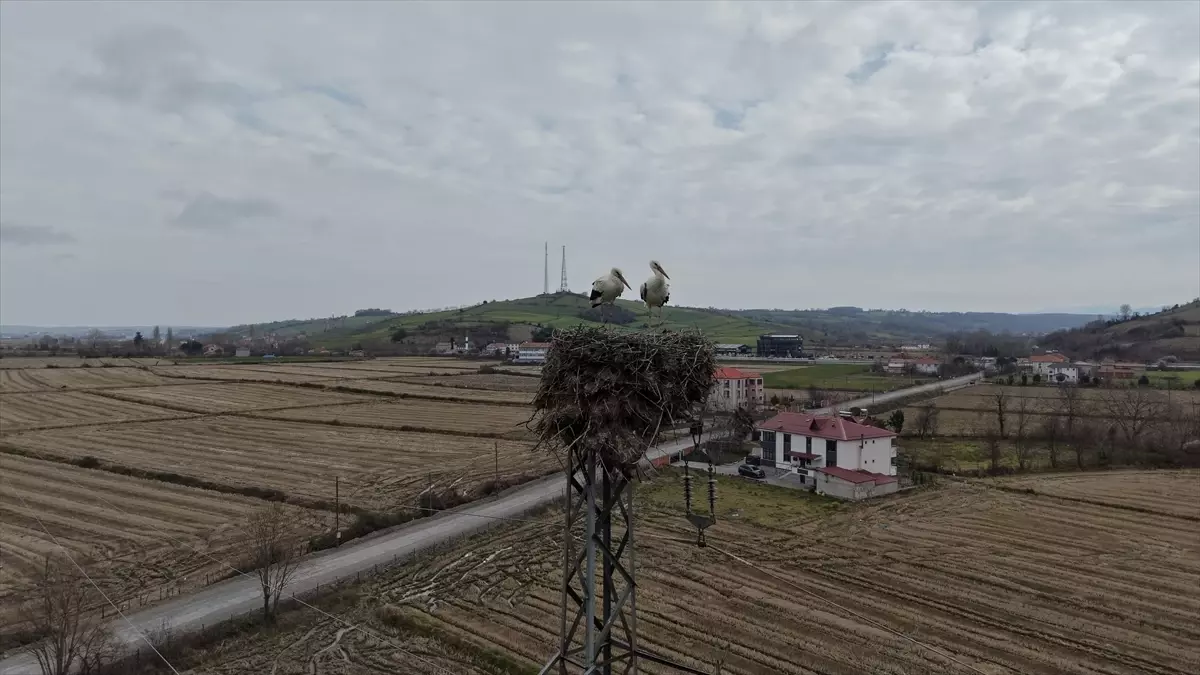 Alaçam’da Leylekler Yüksek Gerilim Hatlarına Yuvasını Kurdu