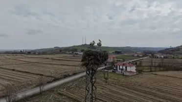 Leylekler yüksek gerilim hattına yuva yaparken