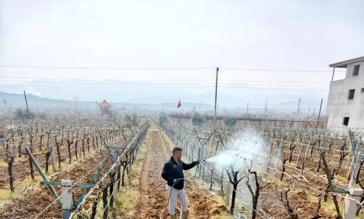 Sarıgöl Üzüm Bağlarına Yeni İlaçlama Programı Başladı