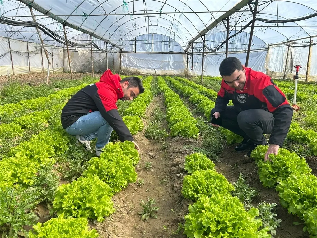 Göynücek’te Hububat ve Meyve Bahçelerinde Tarımsal Gözlemler Başladı
