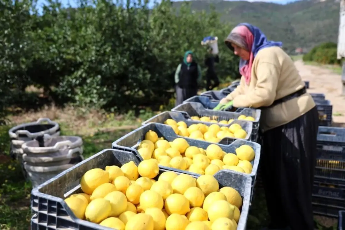 Limon Fiyatlarında Şok Artış: Yıllık %410, Aralıkta %79 Yükseliş