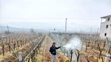 Sarıgöl Üzüm Bağlarına Yeni İlaçlama Programı Başladı