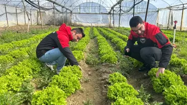 Göynücek tarım alanları