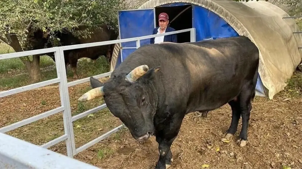 İncirliova’da Boğa Saldırısı: Besicilik Yapan Mevlüt Bacaksız Hastaneye Kaldırıldı