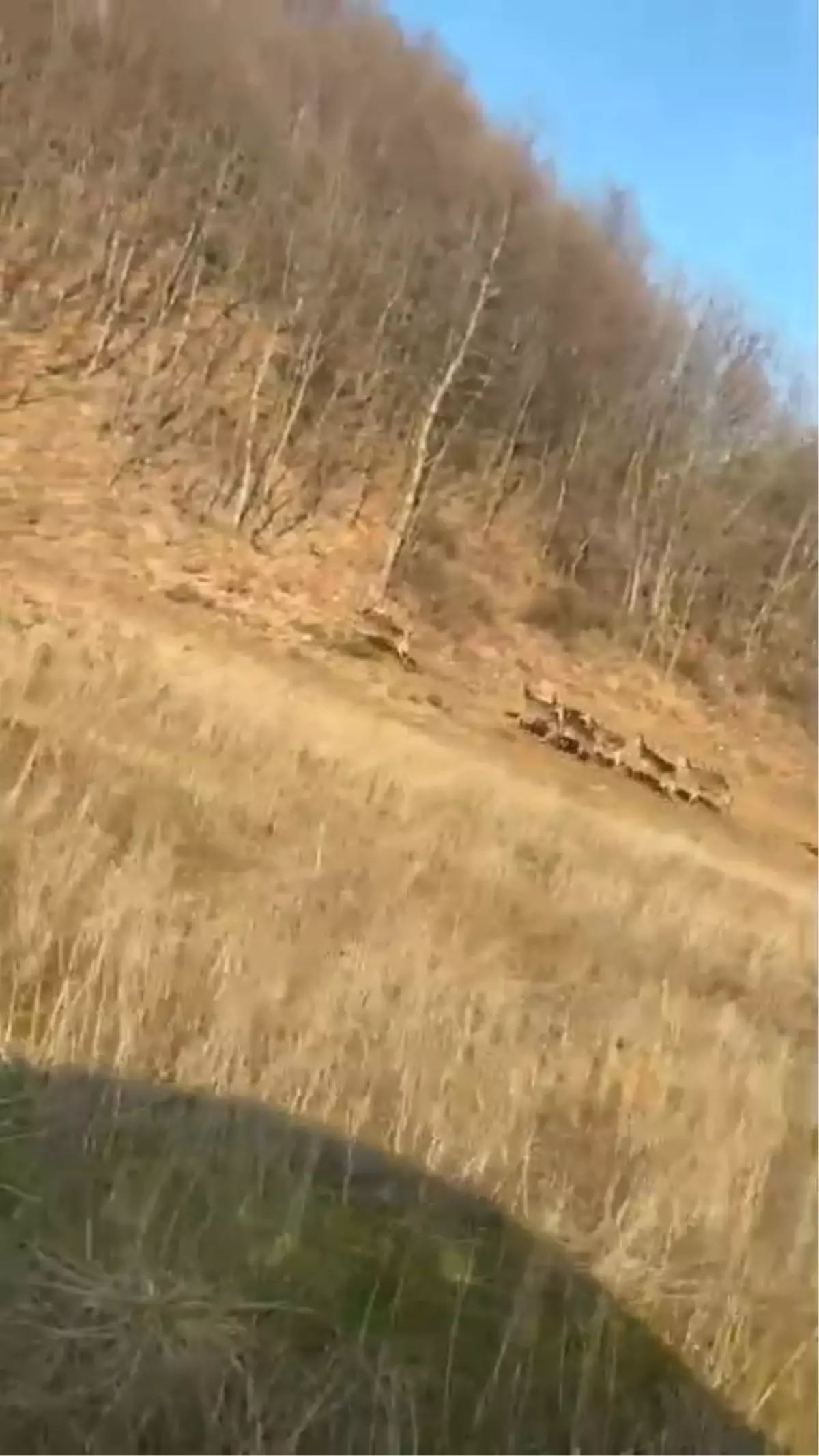 İnegöl Yollarında Sürücüler Geyik Sürüsüyle Karşılaştı: Uzmanlar Nedenlerini Açıklıyor