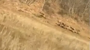 Geyik sürüsü yola girdiği an