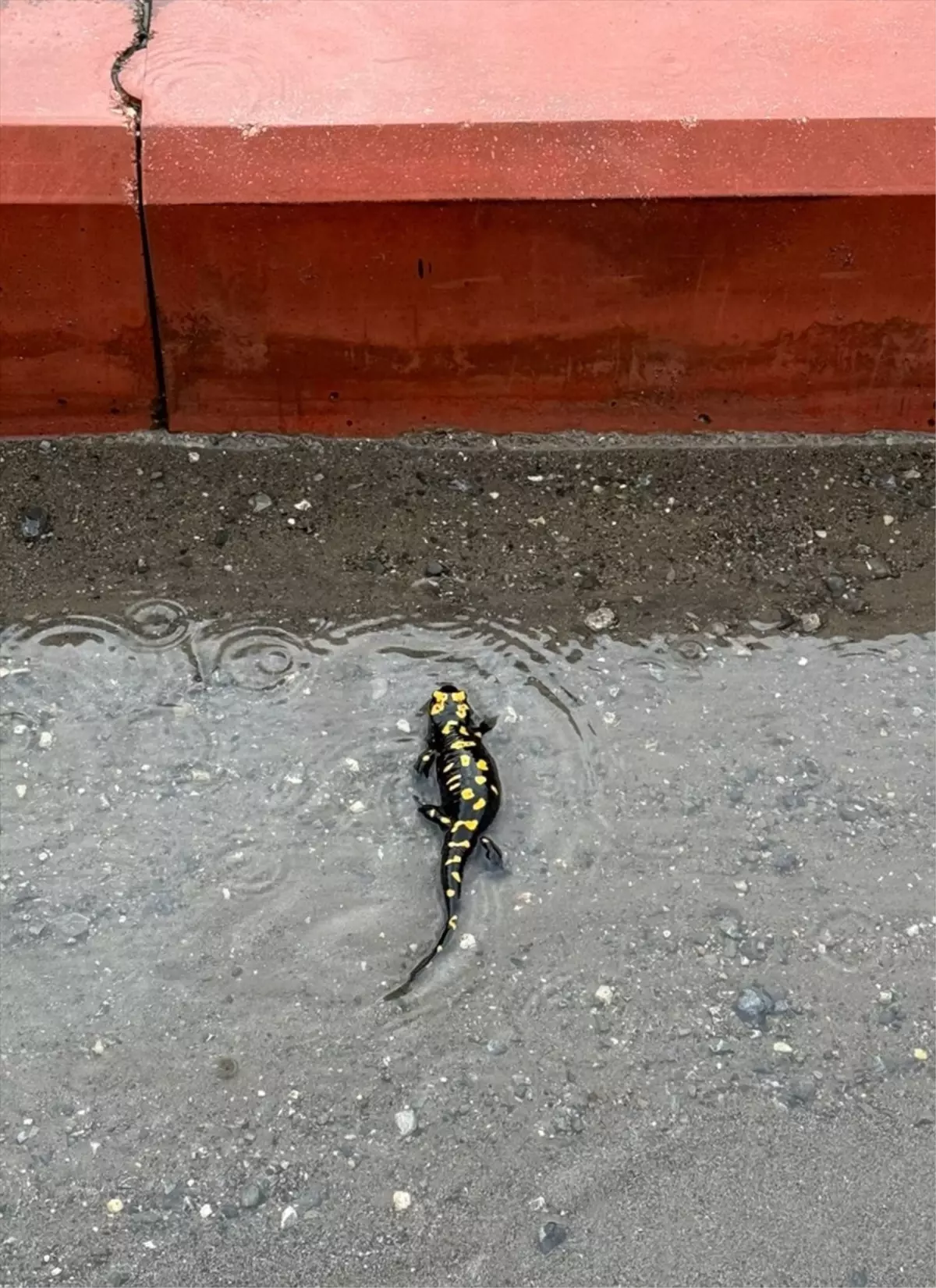 Hatay’ın Payas İlçesinde Nesli Tehlikede Olan Sarı Benekli Semender Koruma Altına Alındı