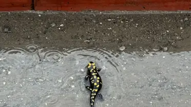 Sarı benekli semenderin yakın çekimi