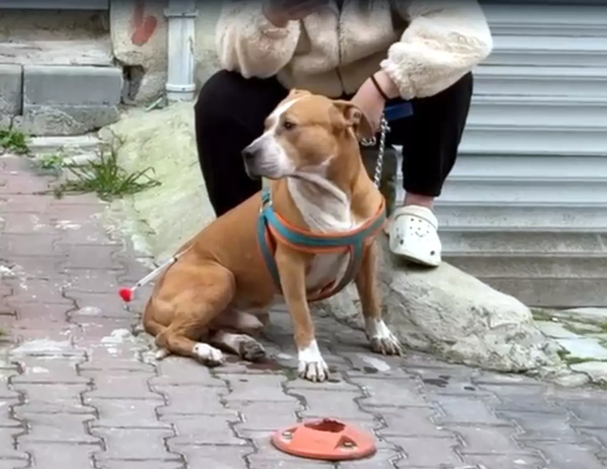 Çorlu’da Pitbull Saldırısı: 'Reis' Ağır Yaralı Bıraktı