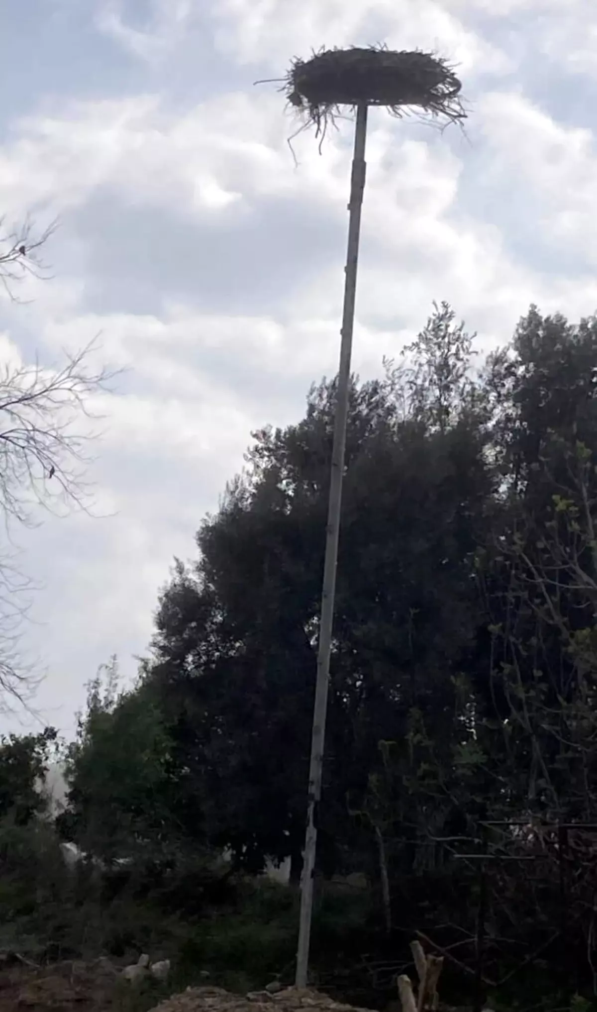 Antalya’da Camideki Leylek Yuvası Yeniden Yerine Konulmalı: Doğa Gözlemcisinin Çağrısı