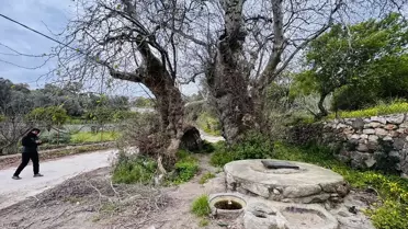 Koruma altındaki dev çınar ağacı