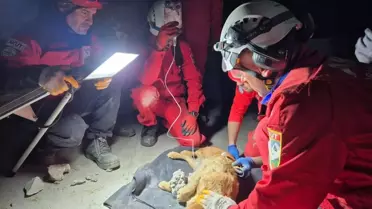 Kurtarma anındaki Paris köpeği