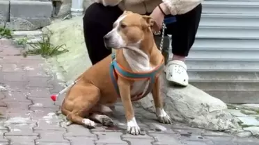 Pitbull saldırısının fotoğrafı