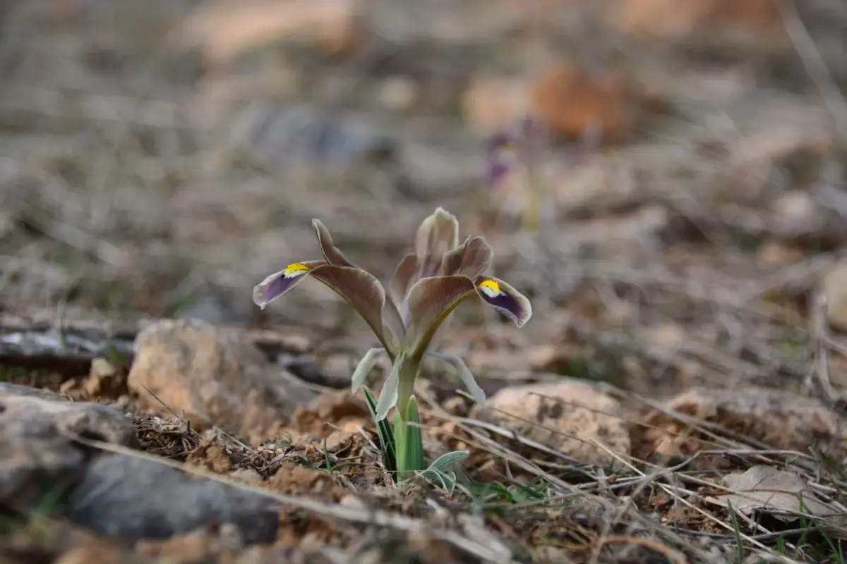 Yahyalı’da Nevruz Çiçekleriyle Baharın Coşkusu Yaşandı