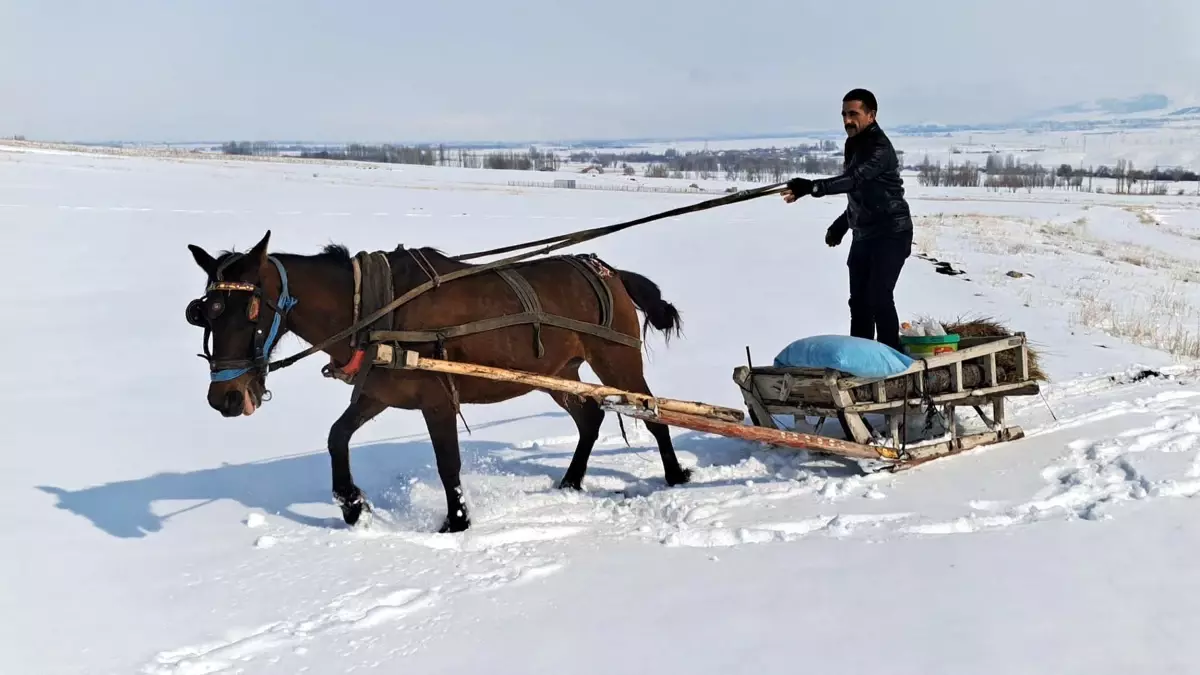 Erzurum’da Kışın Soğuğuna Karşı Yaban Hayvanları İçin Destek: Atlı Kızakla Yem Dağıtımı
