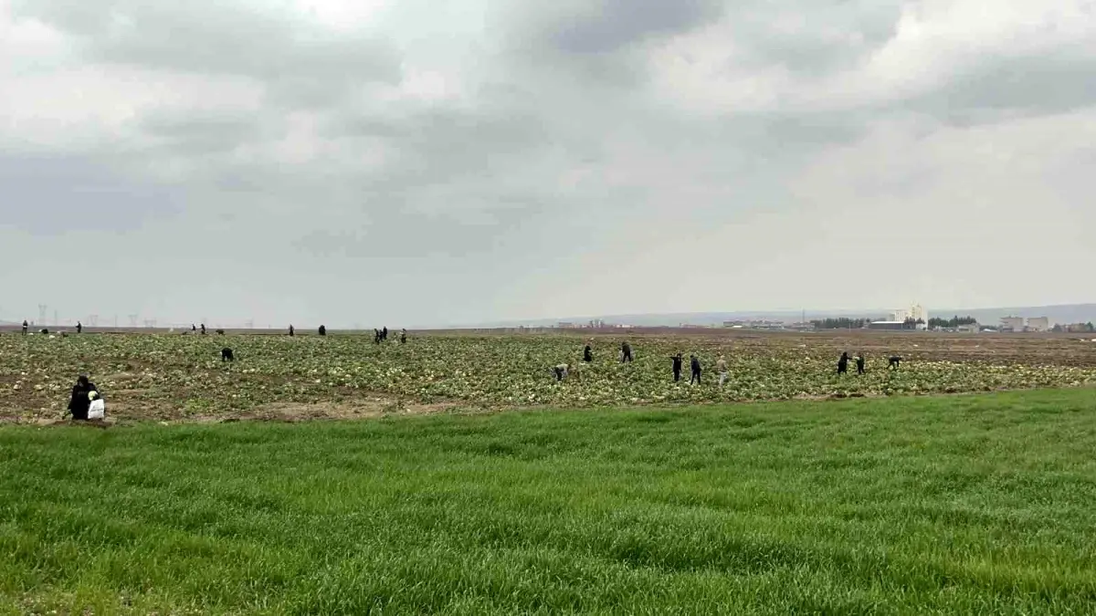 Batman’da Çiftçi Lahanasını Bedava Dağıttı: Yağmura Rağmen Binlerce Kişi Tarlaya Akın Etti