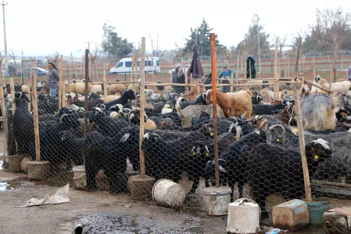 Ramazan Bayramı Öncesi Diyarbakır’da Et Alışverişi Hayvan Pazarlarından Şekillendi