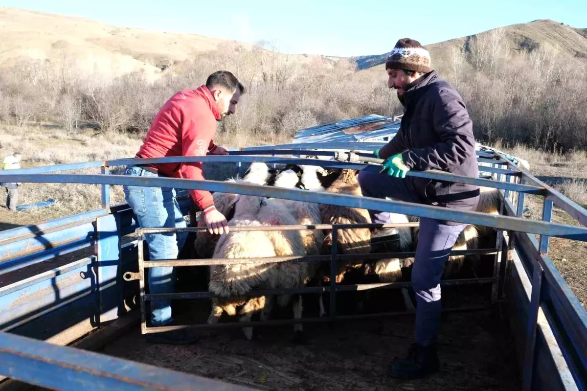 Erzincan’da Bahar Gelince Besiciler Meralara Çıktı