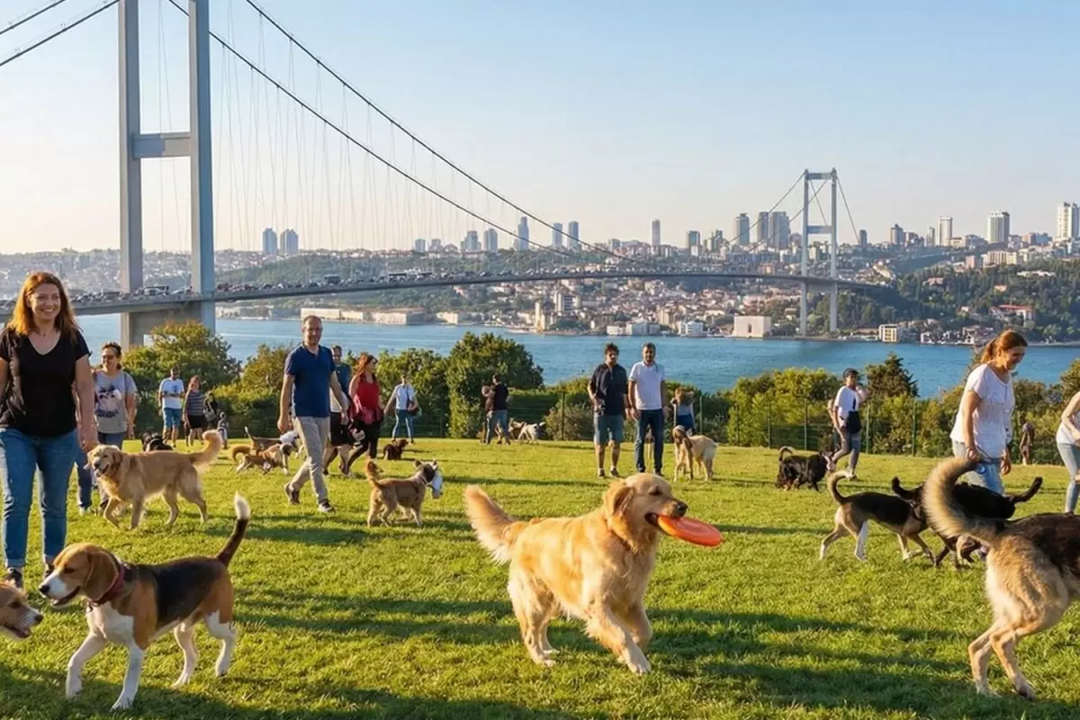 Etiler'de Köpek Gezdirerek Aylık 150 Bin TL Kazanan Vatandaşın Açıklaması Tartışma Yarattı