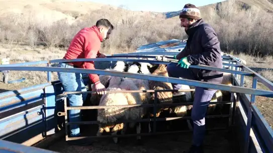 Erzincan’da Bahar Gelince Besiciler Meralara Çıktı
