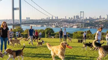 Etiler'de Köpek Gezdirerek Aylık 150 Bin TL Kazanan Vatandaşın Açıklaması Tartışma Yarattı