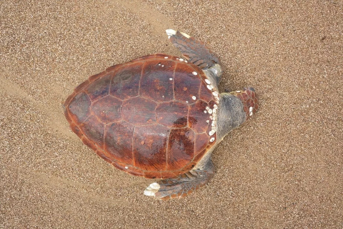 Manavgat Sahilinde Ölü Caretta Caretta Kaplumbağası Bulundu