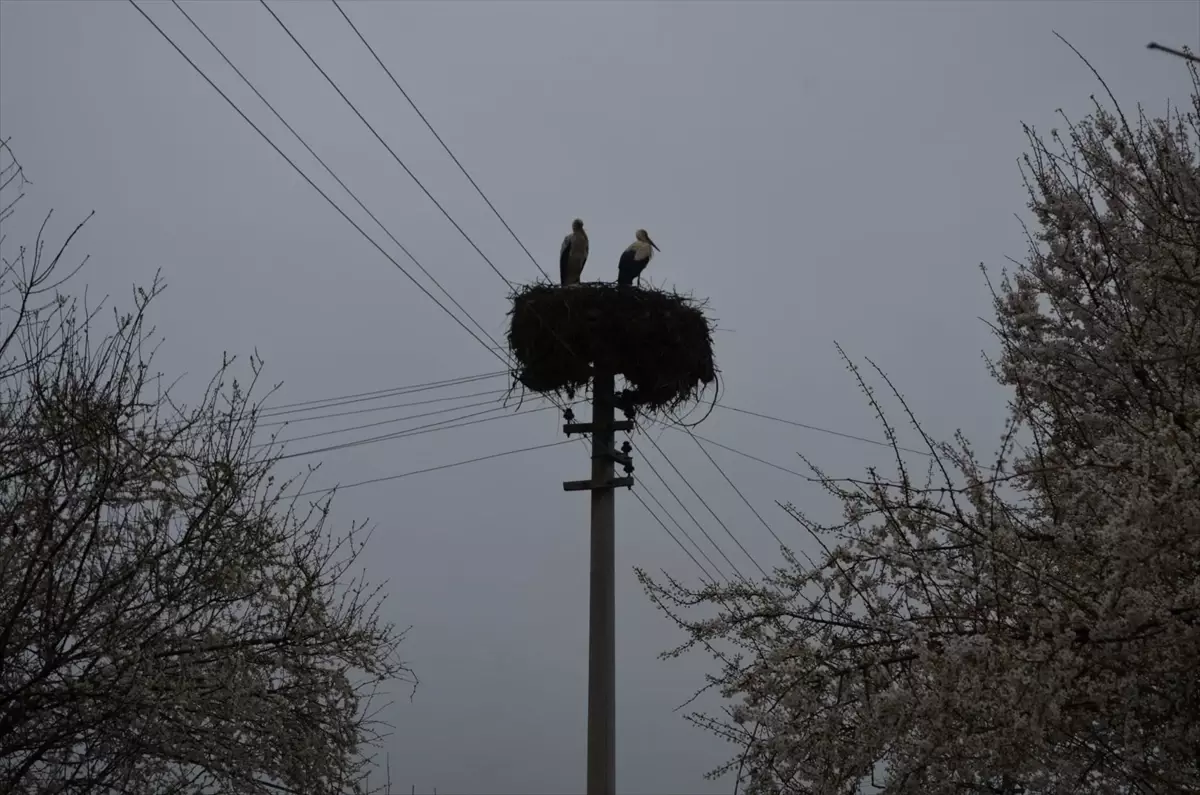 Çorum Dodurga’da Leylekler Geri Döndü: İlk Bahar Sinyali