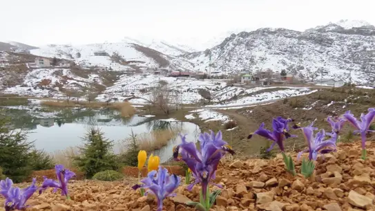 Toros Dağları’nda Baharın Renkli Dokunuşları: Sarıçiğdem, Nevruz ve Sümbüller Açıyor