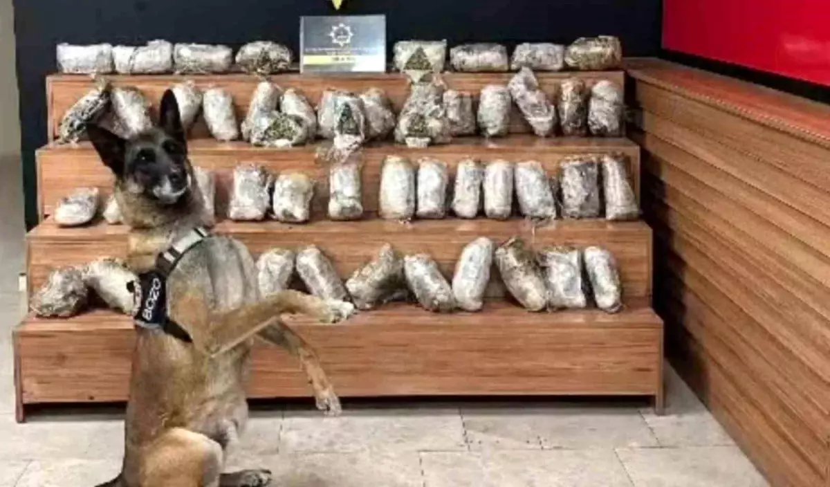 Şanlıurfa'da 17,5 kg skunk ele geçirildi, bir şüpheli gözaltına alındı