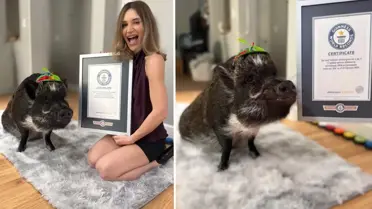 Instagram’da 1,1 Milyon Takipçiye Ulaşan Konuşan Domuz Merlin, Guinness Rekorunu Kırdı