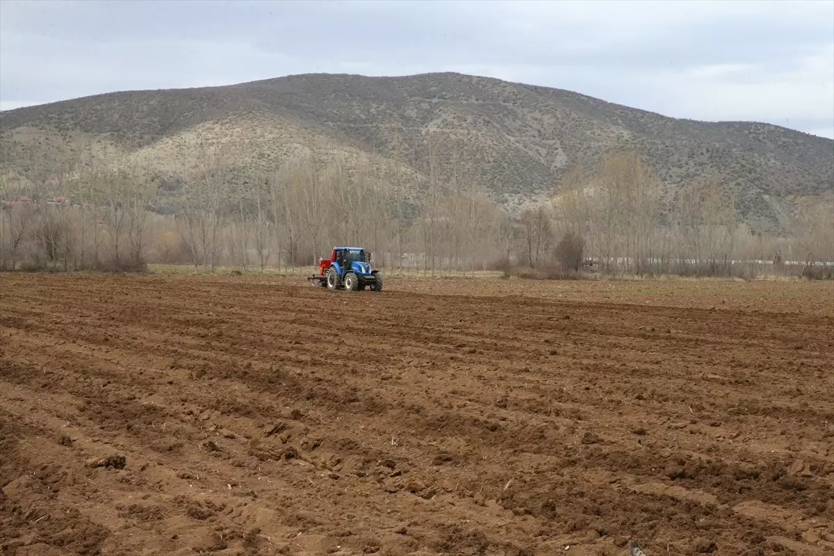 Tokat Sarımsağının Veriminde Yeni Dönem: TOGÜ'nün Destek Projeleri