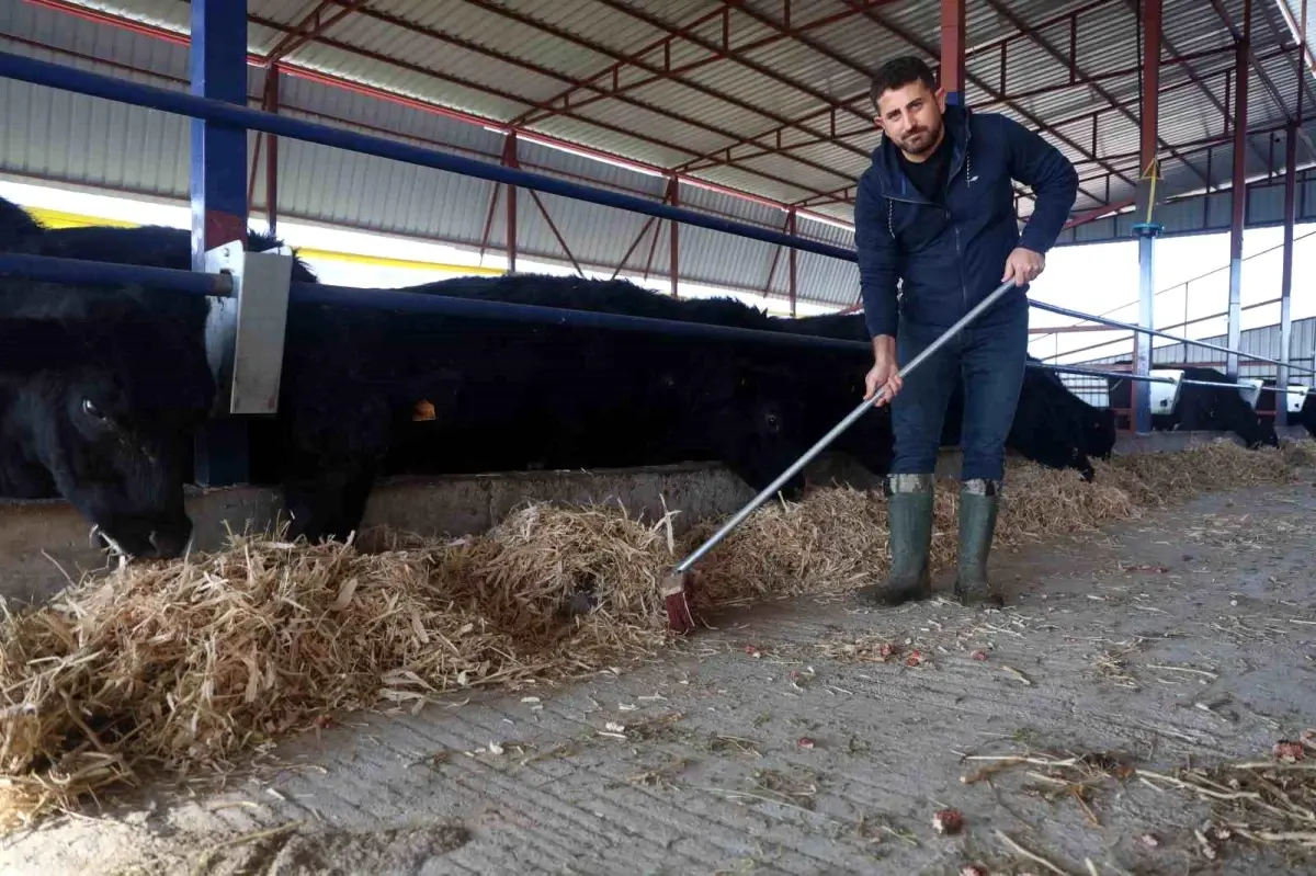 Halil Ateş, Hayvancılıkta Yeni Bir Dönem Başlatıyor
