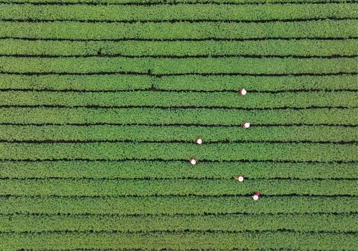 Hangzhou’da Longjing Çayı Hasadı Coşkusu Başladı