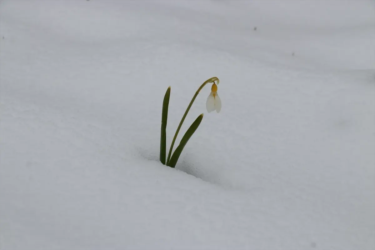Hadim’de Karla Buluşan Kardelenler Büyüledi