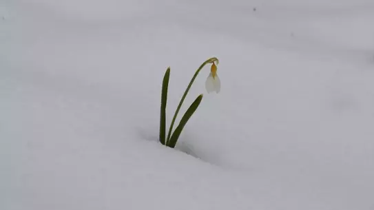 Kardelenlerin yakın çekim fotoğrafı