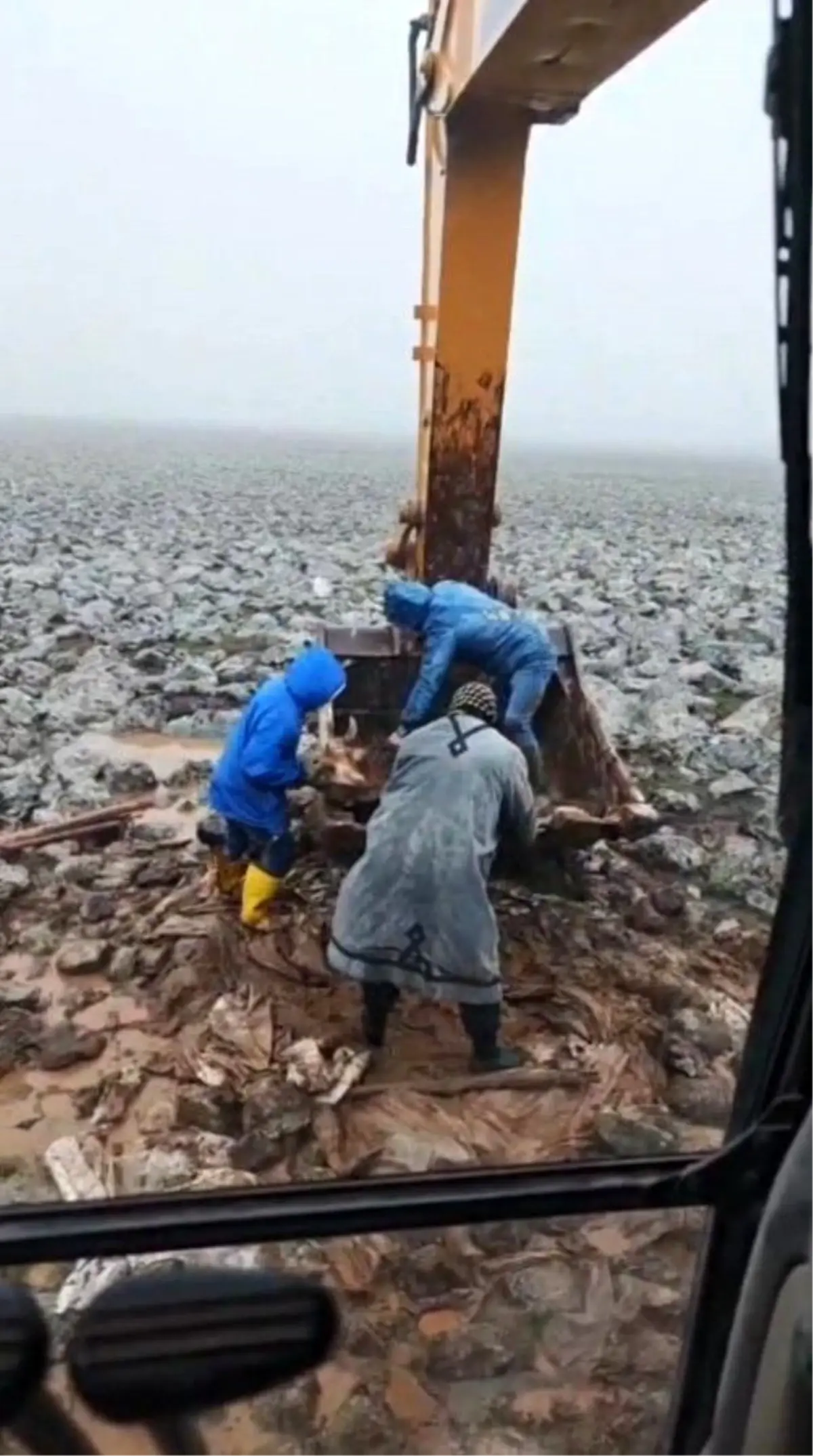 Viranşehir’de Çamura Saplanan İnek, Kepçe Yardımıyla Kurtarıldı