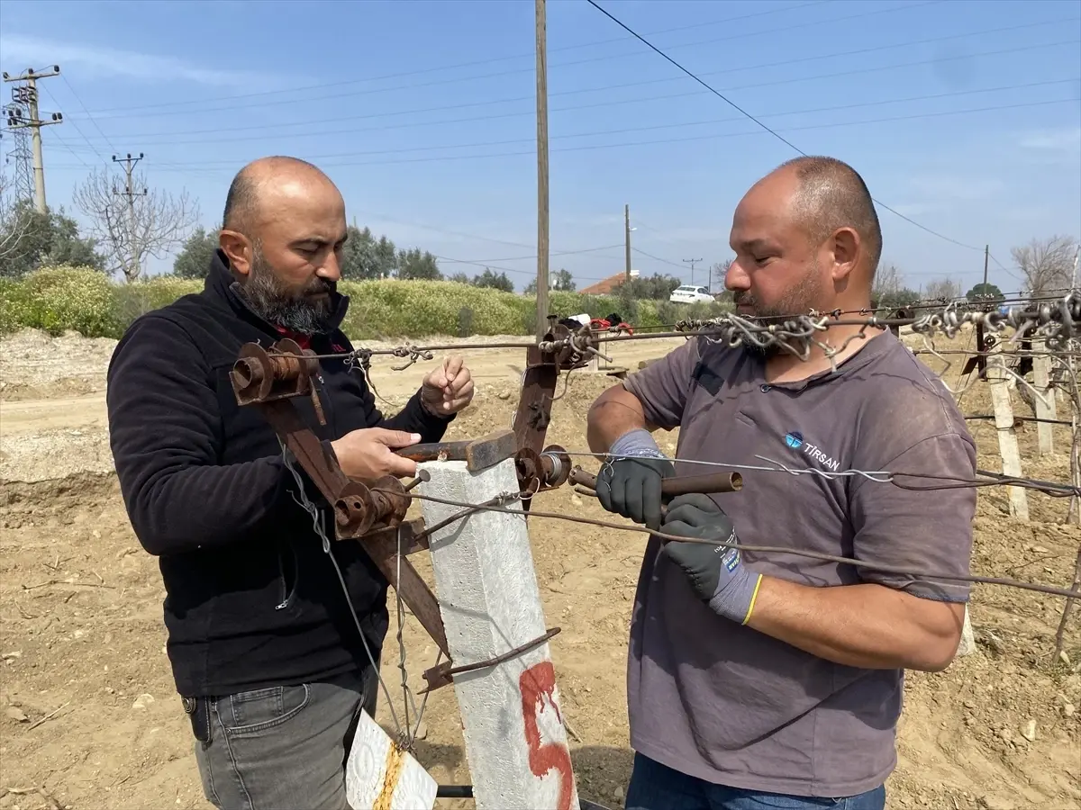 Alaşehir’de Üzüm Bağları Yağış Sonrası Yeniden Canlanıyor