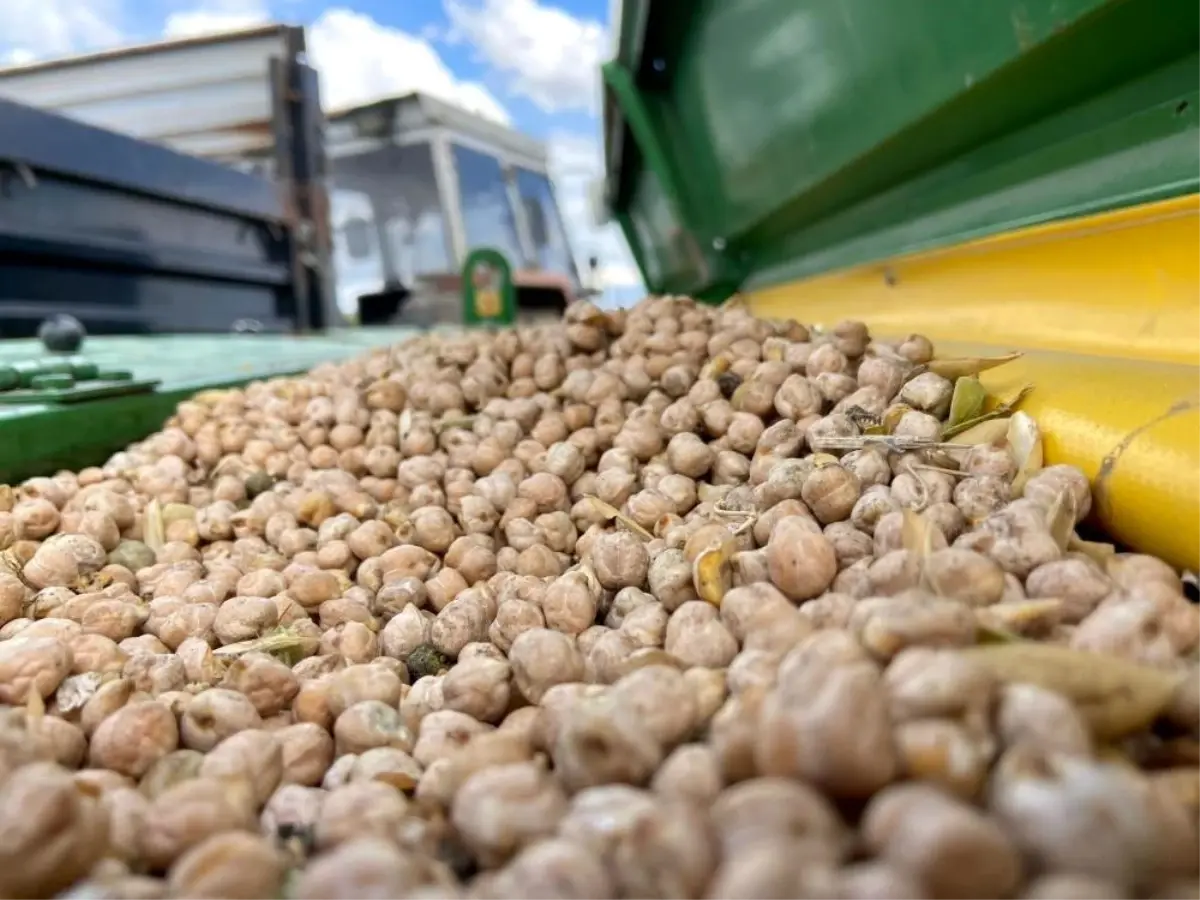 Bayburt’ta Üreticilere %75 Hibeli Nohut Tohumu Desteği Başladı