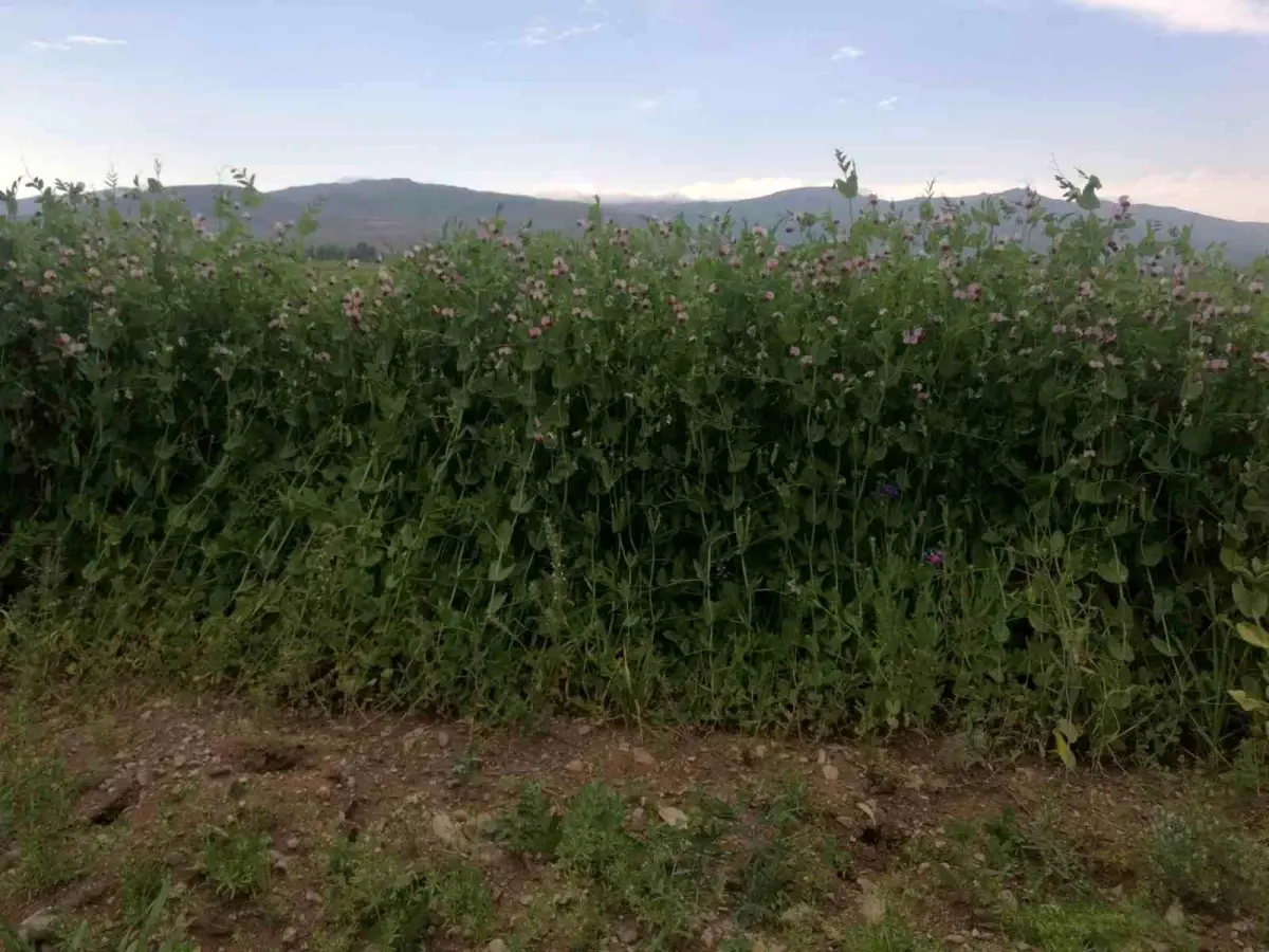 Bayburt'ta Bezelye Tohumu İçin %50 Hibe Desteği Başladı