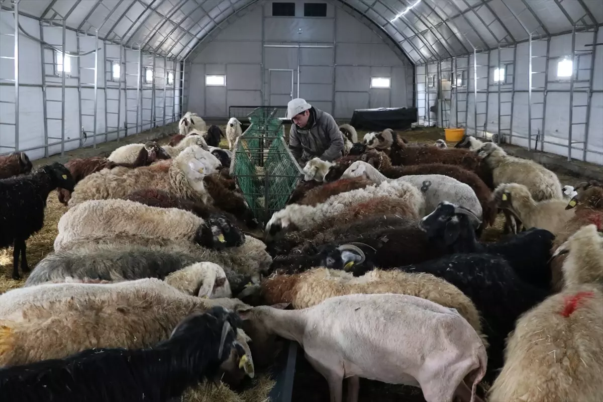 Devlet Destekleriyle Yozgat’ta Küçükbaş Hayvan Sayısı 470’e Ulaştı