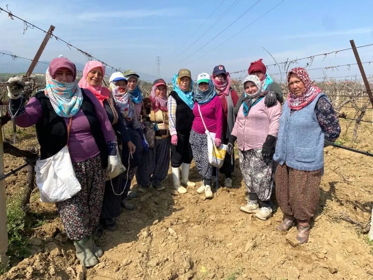 Alaşehir Üzüm Bağları Yağış Sonrası Yeniden Canlanıyor