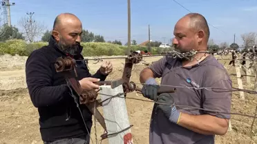 Alaşehir üzüm bağları sezon öncesi görüntüsü