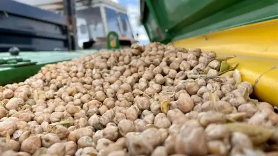 Nohut tohumu paketleri