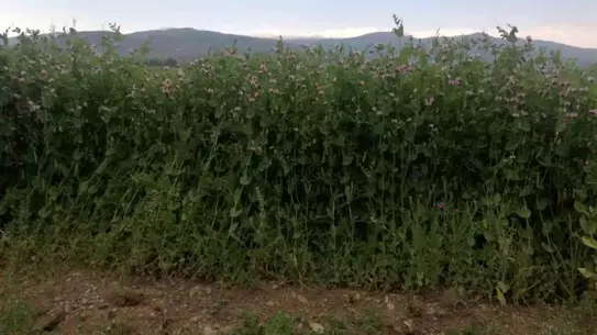 Bezelye tohumu paketleri