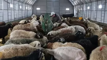 Devlet Destekleriyle Yozgat’ta Küçükbaş Hayvan Sayısı 470’e Ulaştı